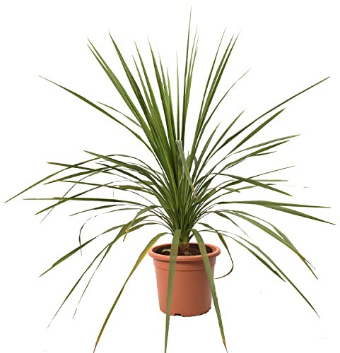 KENTIS - Dracaena Indivisa mit Jutedekoration für Vase - Echte Pflanzen für Garten - Balkon Pflanze - Heckenpflanze – Hoch 100-125 cm Topf Ø 24 cm