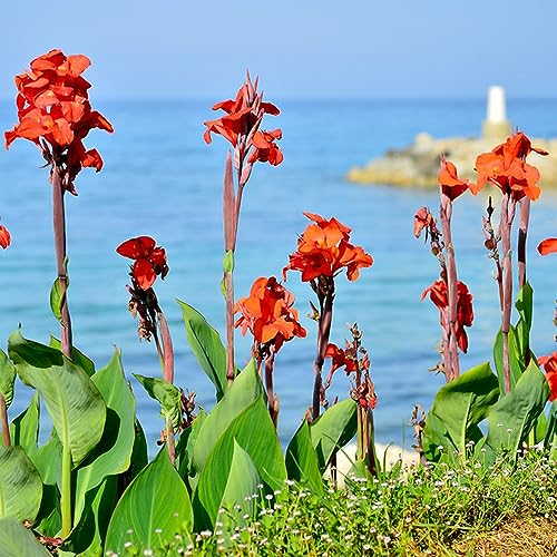 3 Pcs canna lily zwiebeln - canna knollen kaufen - bonsai blumen, gärtner geschenke (Canna indica) balkon blumen, balkonpflanzen balkonblumen, stauden winterhart mehrjährig frühlingsblumen