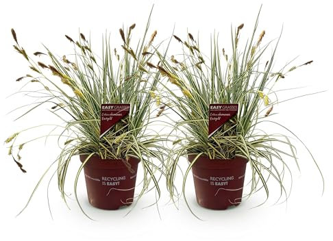 GreenboutiQ - Ziergräser - Carex oshimensis Evergold - Gelb & Grün - 2 Pflanzen - Immergrün - Wenig Pflege - Topf 17cm Höhe 50cm