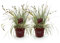 GreenboutiQ - Ziergräser - Carex oshimensis Evergold - Gelb & Grün - 2 Pflanzen - Immergrün - Wenig Pflege - Topf 17cm Höhe 50cm