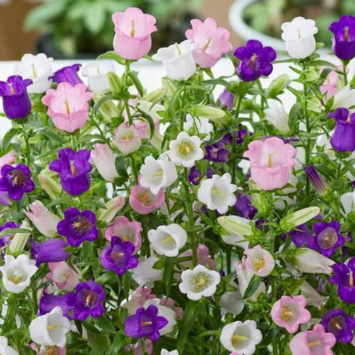 Carbeth Plants Campanula Plant Mix - 1 Pack of 6 x 9cm Pots - Hardy Alpine Bellflower Ground Cover Outdoor Perennials - Easy to Grow Flowering Pollinator Friendly Plants for Rockeries Borders & Pots