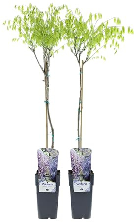 Mezcla de lluvia azul Wisteria sinensis 70-80 cm en maceta de 17 cm – Planta trepadora, floración fuerte, refinada para alta floración, resistente al invierno, ideal para pérgola, valla y fachada (2
