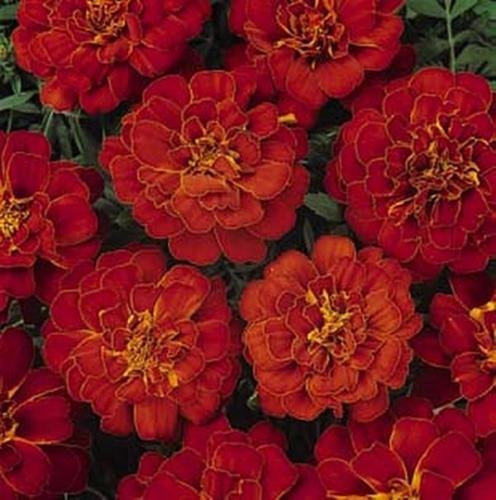 50 graines de calendula - Rouge annuelle Aurora Français