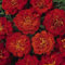 50 graines de calendula - Rouge annuelle Aurora Français