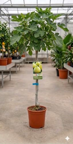 Higuera Cuello de Dama Blanca (Ficus carica) 10L – Árbol Frutal de Higos Dulces y Aromáticos