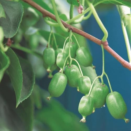 Kiwi Pflanze Actinidia arguta Issai selbstbefruchtend 2 Pflanzen winterhart 15cm 50cm Mini Kiwi Obstpflanze für Garten Balkon Terrasse pflegeleicht