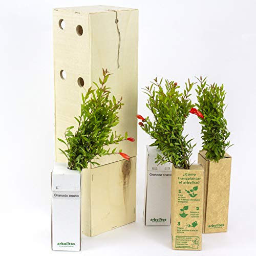 Melograno nano - Arbusto decorativo - Giovani germogli da 30 cm ricevuti in una scatola di legno riutilizzabile - 4 unità