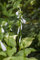 Hosta plantaginea 'Royal Standard' ca. 11x11 cm Topf - Duftende Funkie, weiße Blüten, Blütezeit August-September, ideal für Schattenbeete, pflegeleicht