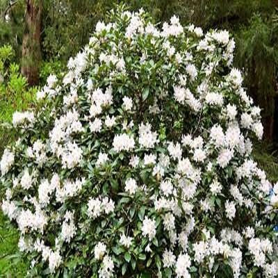 100pcs New Giant Rhododendron Flower Seeds White