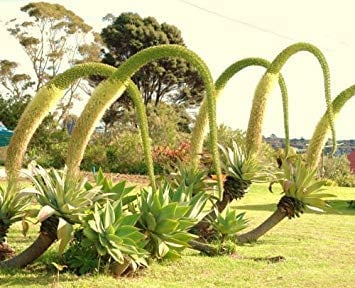 Farmerly Agave Attenuata Spineless Agaven Sukkulente Samen Seltene Aloe Gardens 15 Samen