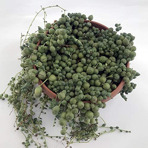 Pungilandia Senecio rowleyanus.
