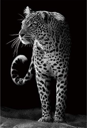 Puzzle | schwarz-weißer Leopard Spielzeugpuzzles | Puzzle 1000 Teile