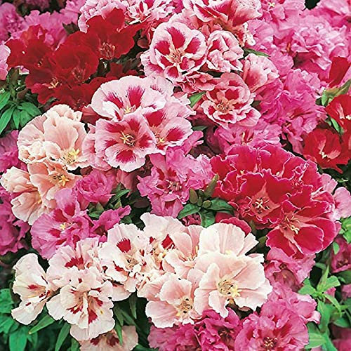 Vision4ever 500 Seeds Godetia Azalea Double Mixed Bedding Plants for Planting Garden Yard Patio and Useful for Gifts (500 Seeds)
