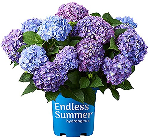 Blooming & Beautiful - BloomStruck Bigleaf Hydrangea - Endless Summer - 3 Gal - Reblooming Pink Blue Purple Mophead Blooms Summer to Fall - Zones 4-9 - Hydrangea Macrophylla - 3 Gallon Pot