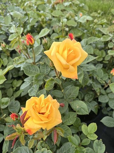 ‘Little Miss Sunshine’ Yellow Fused Orange Floribunda Rose - 4L Potted - Lovely Gift Idea