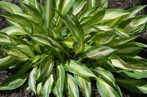 Hosta x cult. 'Cherry Berry' ca. 11x11 cm Topf - Funkie, weiße Blüten mit rotem Stiel, Blütezeit Juli-August, ideal für schattige Standorte, pflegeleicht