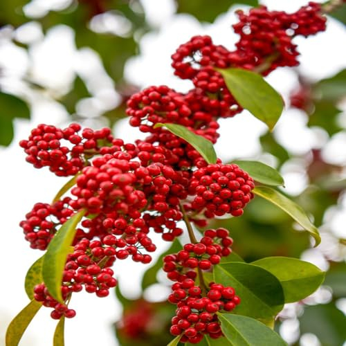 10 pcs stechpalme Samen pflanzensamen,Ilex aquifolium, winterharte pflanzen für garten garten samen deko wohnzimmer modern bäume garten winterhart kleines geschenk für frauen deko