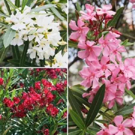 Nerium Oleander Flower Seeds 100pcs Mixed