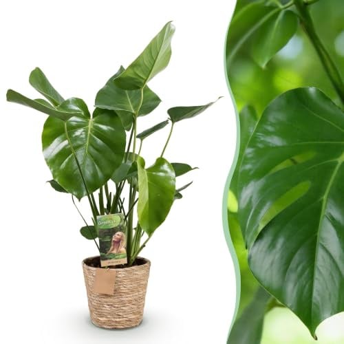 Green boutiQ - Plantes d'intérieur - Monstera Deliciosa - Plante à trous - Peu d'entretien - avec panier - Vert - 1 Plante - Pot 21cm - Hauteur 70-80cm