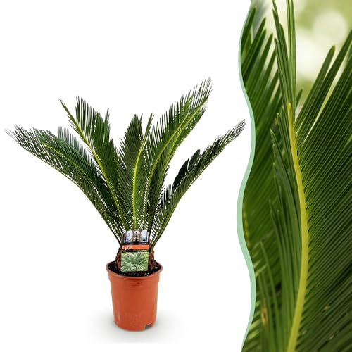 Cycas revoluta - Fougère palmiste - Peu d'entretien - Vert - 60-70cm - Ø17cm - Plante d'intérieur - Vert persistant