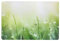 Schreibtischunterlage Gras mit Tau/Tropfen grün 40 x 60 cm abwischbar