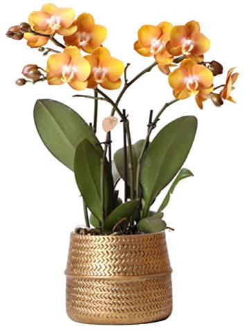 Kolibri Orchids | Orange Phalaenopsis-Orchidee Las Vegas im goldenen Groove-Ziertopf - Ø12cm