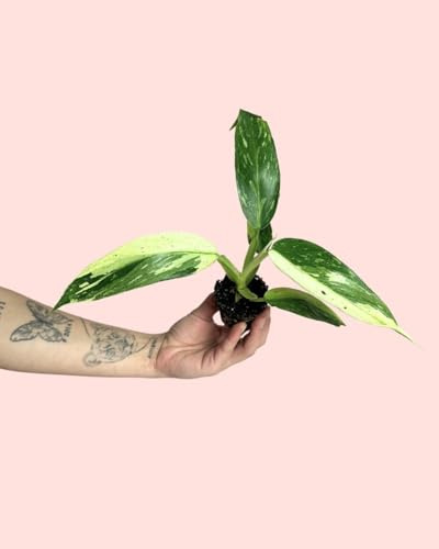 PUR PLANT Philodendron Jose Buono Mini | Planta natural tropical de interior premium | Variegada en tonos verdes y crema | Rara, resistente y decorativa | Maceta de Ø6 cm