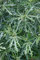 seedsown 5 Samen der Ficus Afghanistanica Afghan Feigenbaum Exotische Samen