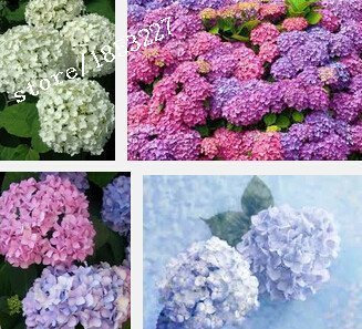 100 Hortensia Semi di Fiori Naturia Hortensia Macrophylla Jardin Fiore Pianta