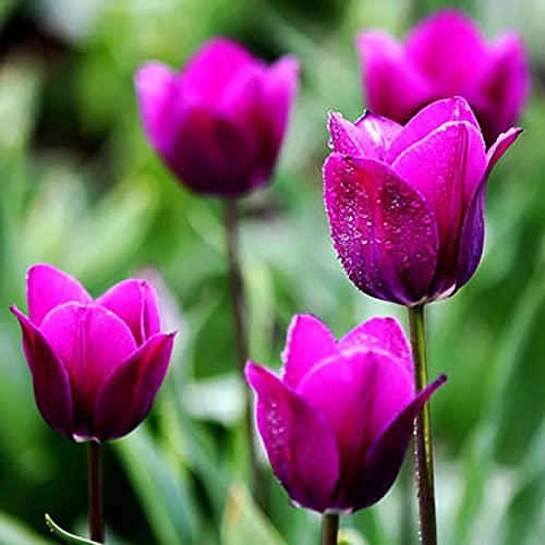 Haloppe 50 Stück Tulpenblumen Pflanzensamen für die Bepflanzung des Hausgartens, Tulpenzwiebeln, Blumensamen, Garten, Hof, DIY, Bonsai-Pflanzendekoration Rosa