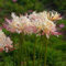 bulbi di lycoris radiata, bulbi di giglio ragno - bulbi decorativi a precoce cipolla rossa piante perenni bulbose da appartamento bulbi di fiori perenni fiori da giardino 8pcs