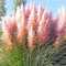Portal Cool Ziergräser - -Pink Feather - 250 Samen