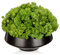 Plastik Pflanzen im Topf, Kleine Künstliche Sukkulenten in Keramiktopf, Gefälschte Sukkulenten Arrangement in Black Planter Bowl, Faux Grüne für Home Office Wohnzimmer Regal 12cm