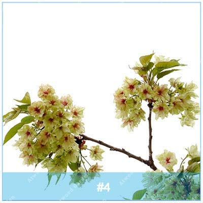 Virtue ZKLING 20 Stücke Japanische Sakura Bonsai Blume Kirschblüten Kirschbaum Zierpflanze: 4