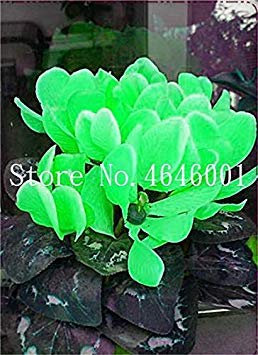 100 Pezzi Ciclamino, Floreslings de Cyclamen Giardino, Primrose Fiori delle Piante, Cortile & Balcone della pianta da Esterno per Il Giardino Domestico: 6