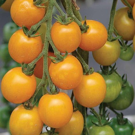 Goldkrone Tomate - Tomato - 10+ Samen - Saatgut - Seeds HONIGSÜß! P 251