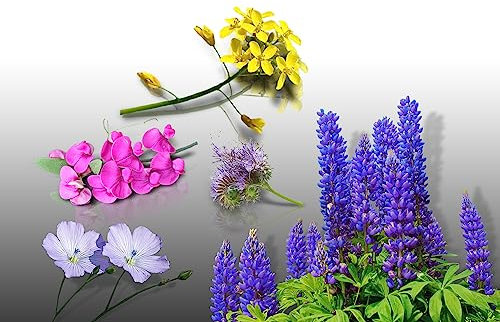 Lot de graines ENGRAIS Vert - Le Grenier d'Abondance - Phacelie Lilla, Sinapis Alba, Lupin Bleu, Lin et Vesce Bio - plus de 300 grammes pour 30m²