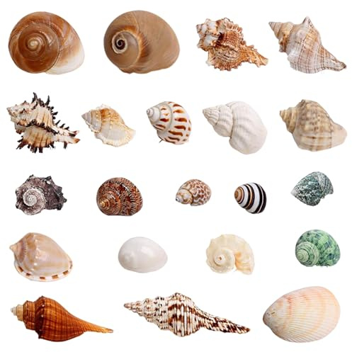 GUOYOU 21 Piezas Conchas de Mar Decoracion, Conchas Marinas Mixtas de Playa, Marinas Conches Marines Mixtas, 3-9CM Conches Marines Naturale para Acuarios Peceras Manualidades Jarrones Decoración del