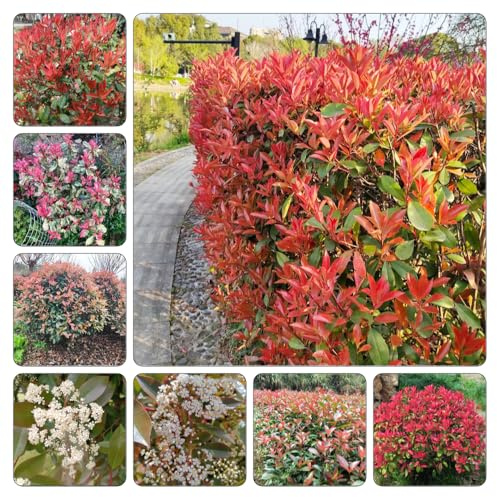 Photinia red robin - selvatici balcone estivi resistenti resistenti semi 400pcs