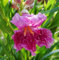 Desert Willow Baum Samen Fragrant zweifarbige Orchideen wie Blooms - 10 Samen.