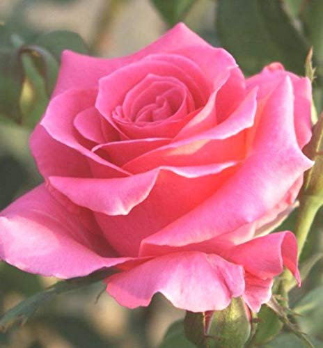 Rose Bush Eiffel Tower , Garden Plants & Flowers