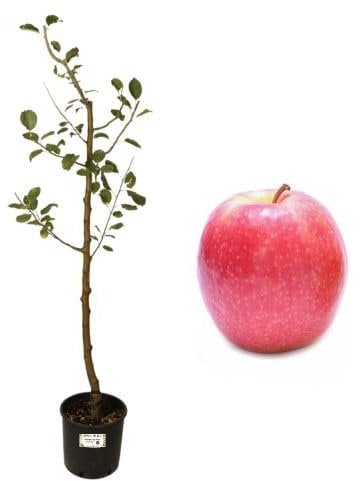 P. Piantine da Orto | Melo Antico Rosetta Bellunese, Pianta in Vaso Diametro 22 cm, Pianta da Frutto in Vaso, Pianta Vera da Esterno, Giardino o Vaso in Terrazza, Vivaio Italiano