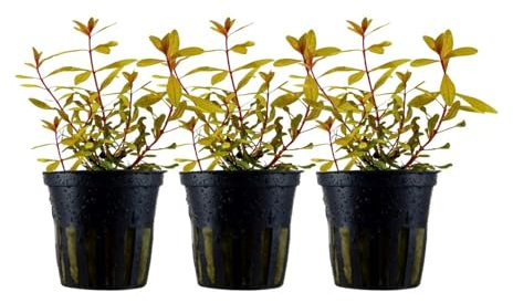 AquaOne Aquarium Pflanze 3 Stück Ammannia pedicellata Gold I Hintergrund | Wasserpflanze Aquariumpflanze Stängelpflanze voll durchwurzelt Aquascaping Dekoration