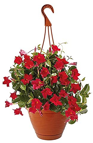 Blumenampel Blumentopf mit Hänger Terracotta Durchmesser 26 cm