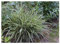 3 x Carex morrowii 'Ice Dance' im 1 Liter Topf (Ziergras/Gräser/Winterhart/Mehrjährig/Immergrün/Bodendecker) Bunte Japan Segge - Zeitlose Schönheit für stilvolle Beete - von Stauden Gänge