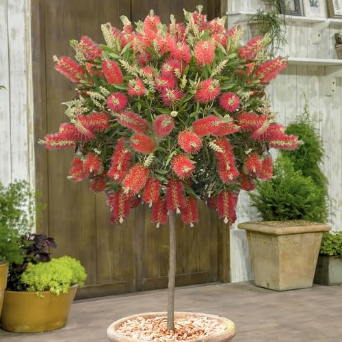 You Garden - 2 x Callistemon Standards 70cm Garden Ready Plants - Supplied as a Pair of Callisetmon Bottle Brush Plant Ready to Plant Out Now