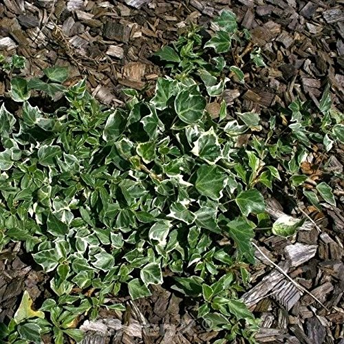 10x Efeu Little Diamond 15-20cm - Hedera helix