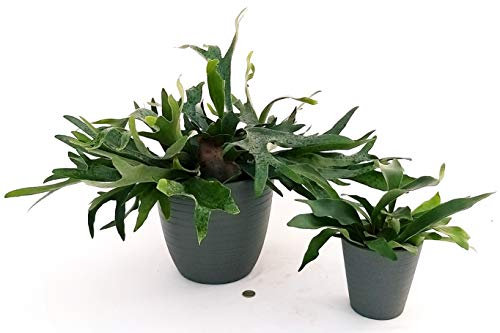 POWERS TO FLOWERS - PLATYCERIUM ALCICORNE IN VASO CERAMICA ANTRACITE DOUBLE, piante vere