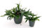POWERS TO FLOWERS - PLATYCERIUM ALCICORNE IN VASO CERAMICA ANTRACITE DOUBLE, piante vere