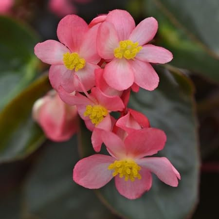 100 graines de fleurs de bégonia